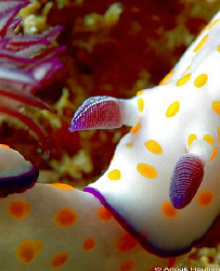 Nudibranch connection, Risbecia pulcella. Picture taken o... by Anouk Houben 